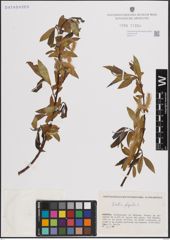 Foto von Salix fragilis L.